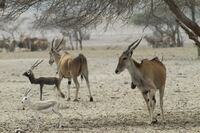 Sir Bani Yas Gazellen (FILEminimizer)